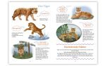 WiBuKi - Wissensbuch für Kinder - Die Katzenfamilie